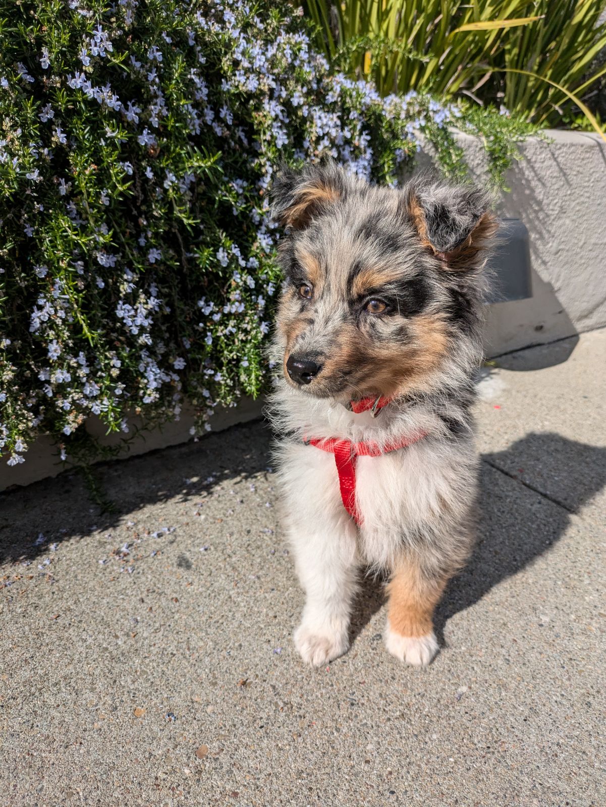 Toto