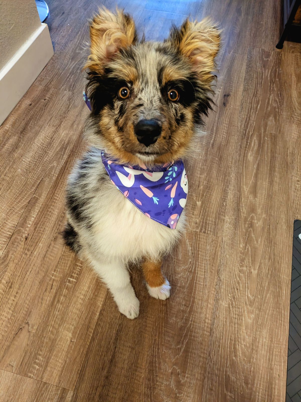 Toto